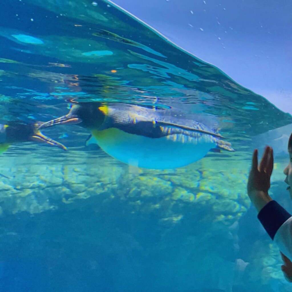 八景島シーパラダイスペンギン