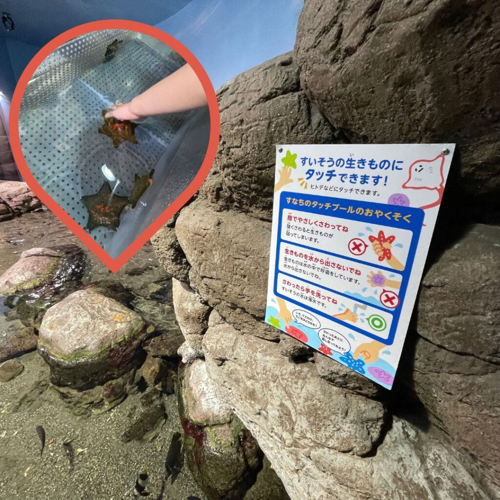 八景島シーパラダイス触れ合いコーナー