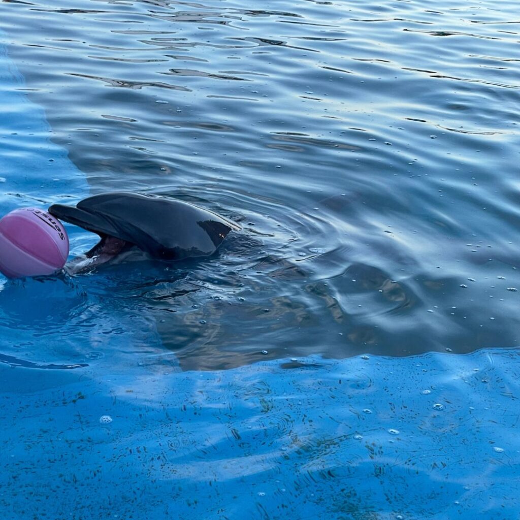 八景島シーパラダイスいるか