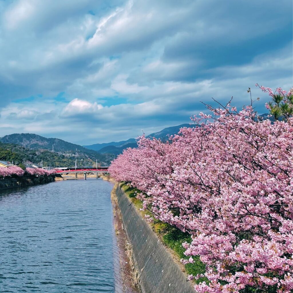 河津桜