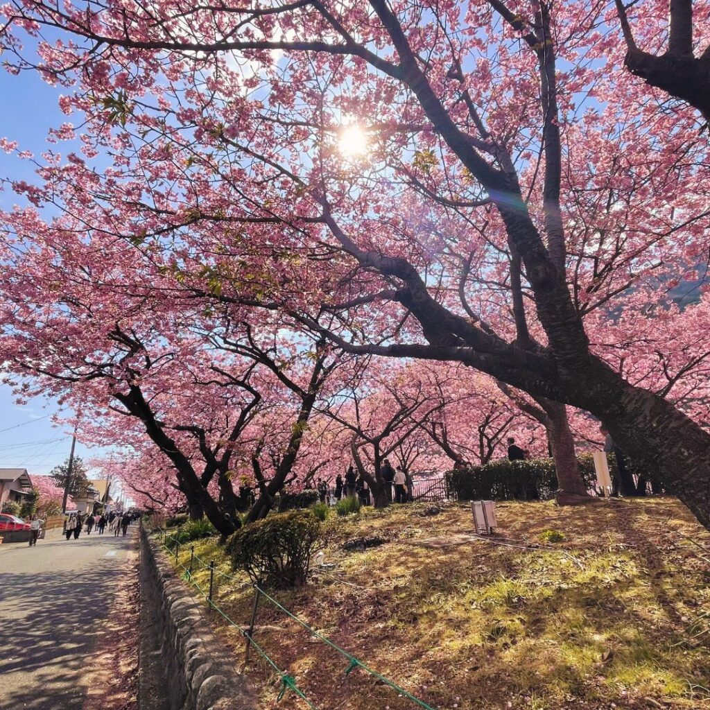 河津桜