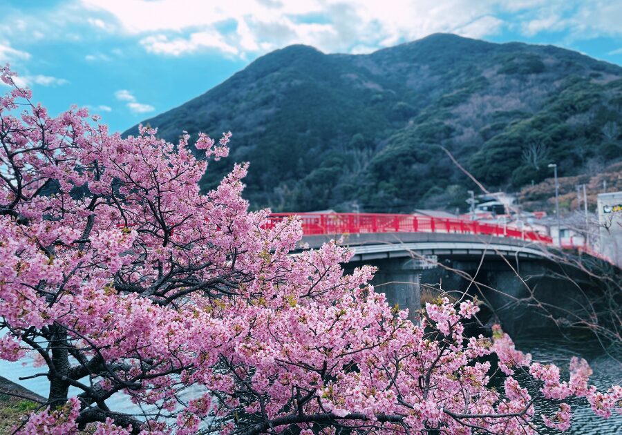 河津桜